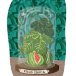 Fig on display | Stefania Tomasich